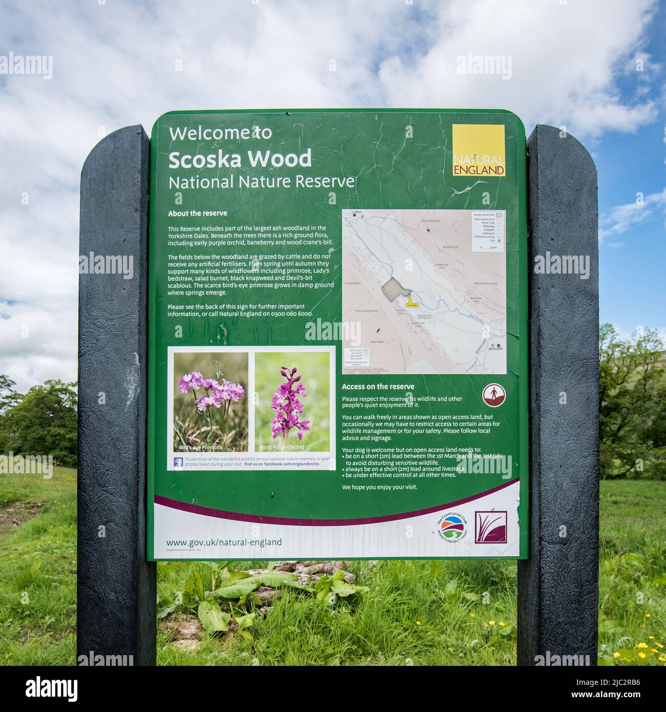 Réserve naturelle nationale en bois de Scoska, entre Arncliffe et Litton, à Littondale, dans le parc national des Yorkshire Dales Banque D'Images