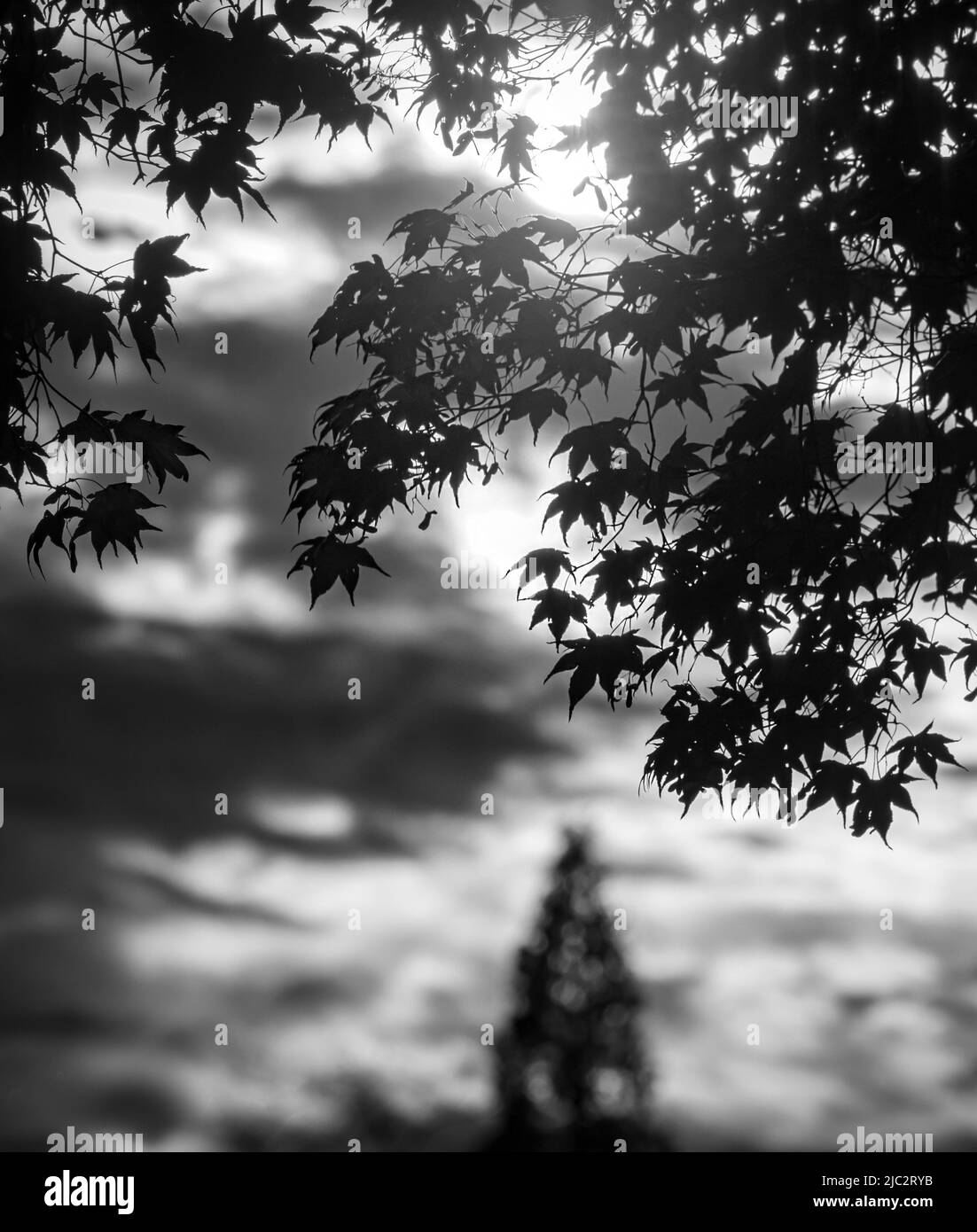 Ciel noir et blanc avec diffusion de lumière du soleil à travers l'érable japonais, Acer palmatum, feuilles au printemps, été, comté de Lancaster, Pennsylvanie Banque D'Images