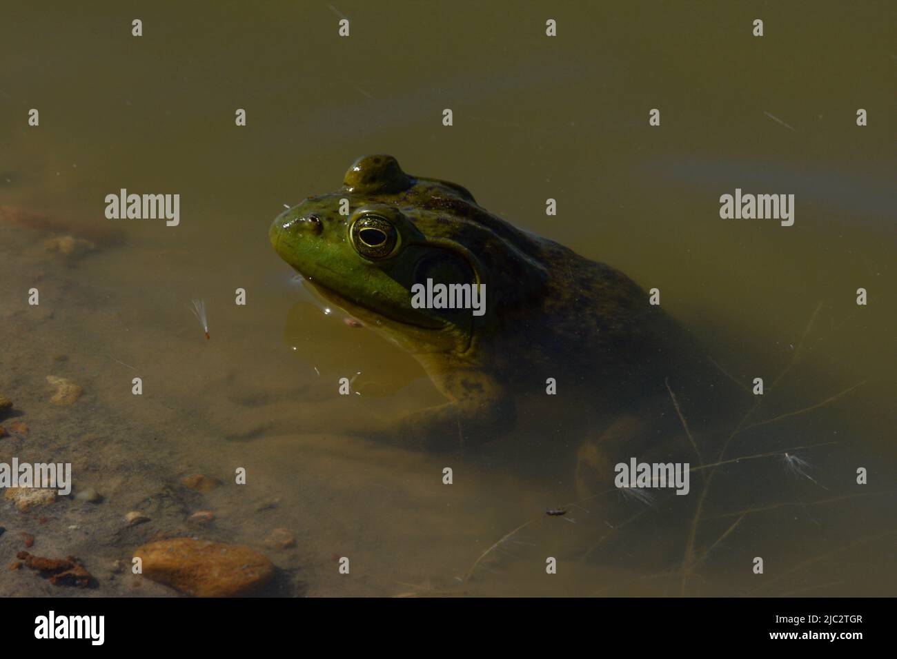 Bullfrog américain (Lithobates catesbeianus) du comté de Stafford, Kansas, États-Unis. Banque D'Images