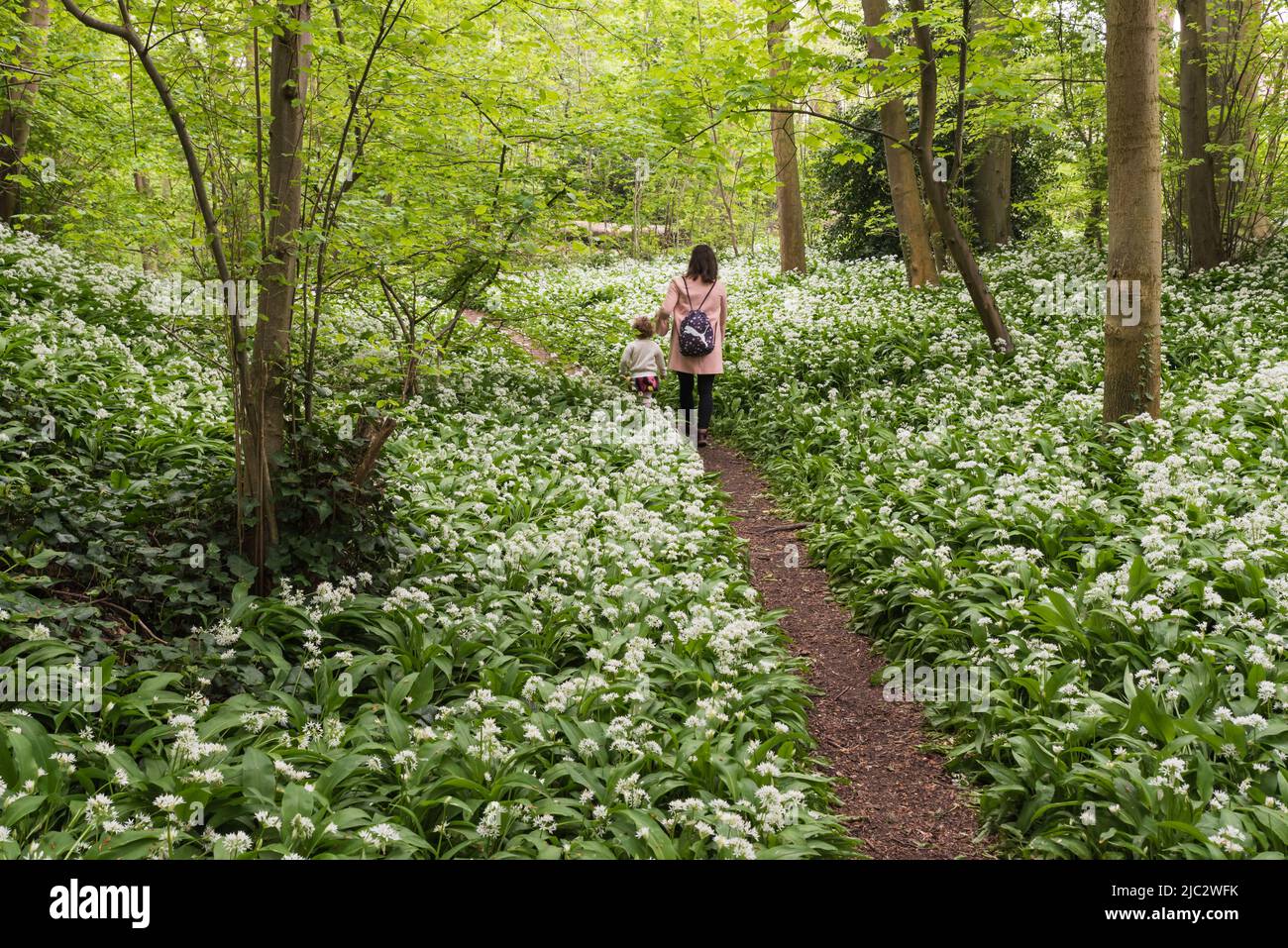 Jette, région de Bruxelles-capitale, Belgique - 04 24 2020 mère et enfant marchant dans les bois avec un large champ de tapis à l'ail Banque D'Images
