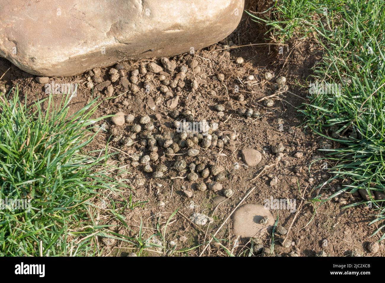 Croque/croque de lapin à Thornborough Henges, North Yorkshire, Royaume-Uni. Banque D'Images
