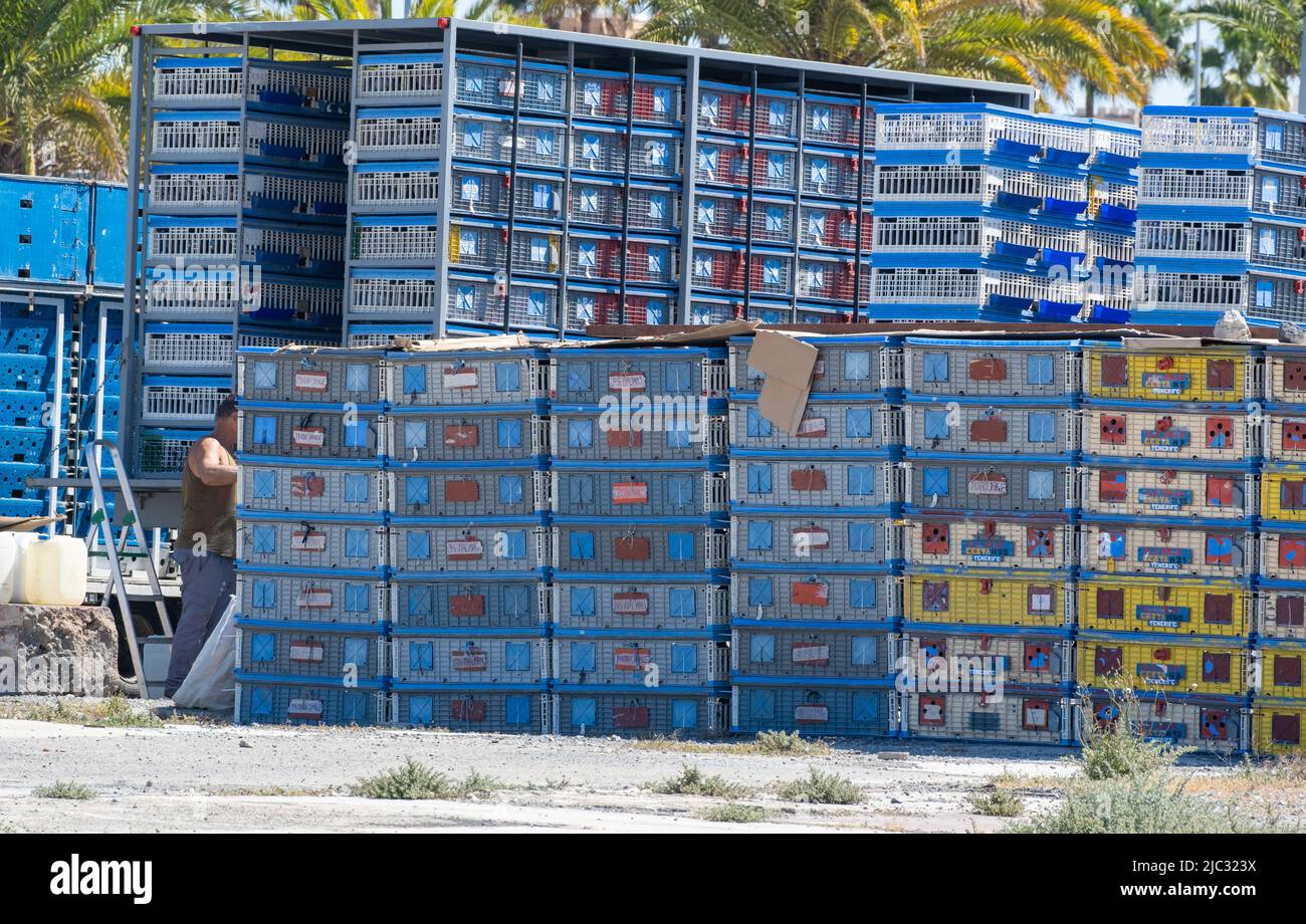 Les pigeons de course sont déchargés du camion avant d'être libérés pendant la course de Gran Canaria à Tenerife, îles Canaries, Espagne. Banque D'Images