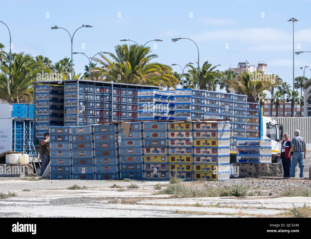 Les pigeons de course sont déchargés du camion avant d'être libérés pendant la course de Gran Canaria à Tenerife, îles Canaries, Espagne. Banque D'Images