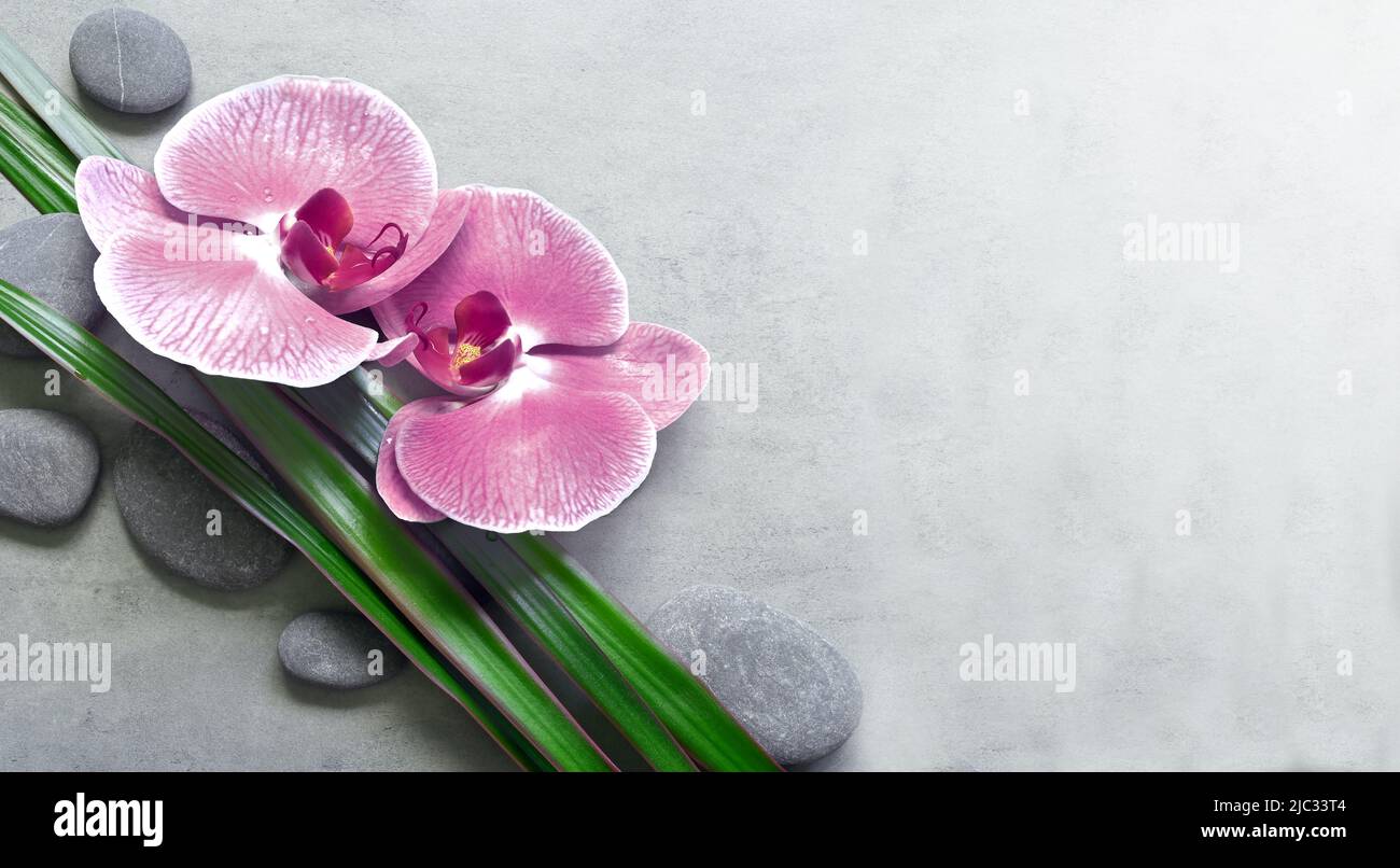 Composition de la couche plate avec pierres spa, fleur rose orchidée et feuilles de palmier sur fond gris. Concept spa. Banque D'Images