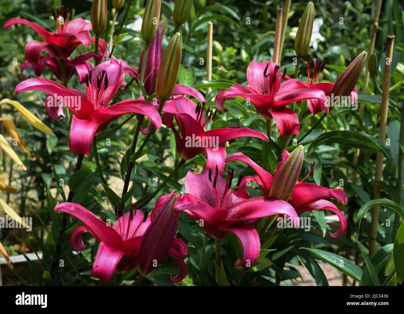 Lys November Rain (jardin du ruisseau de l'église 2022) Banque D'Images