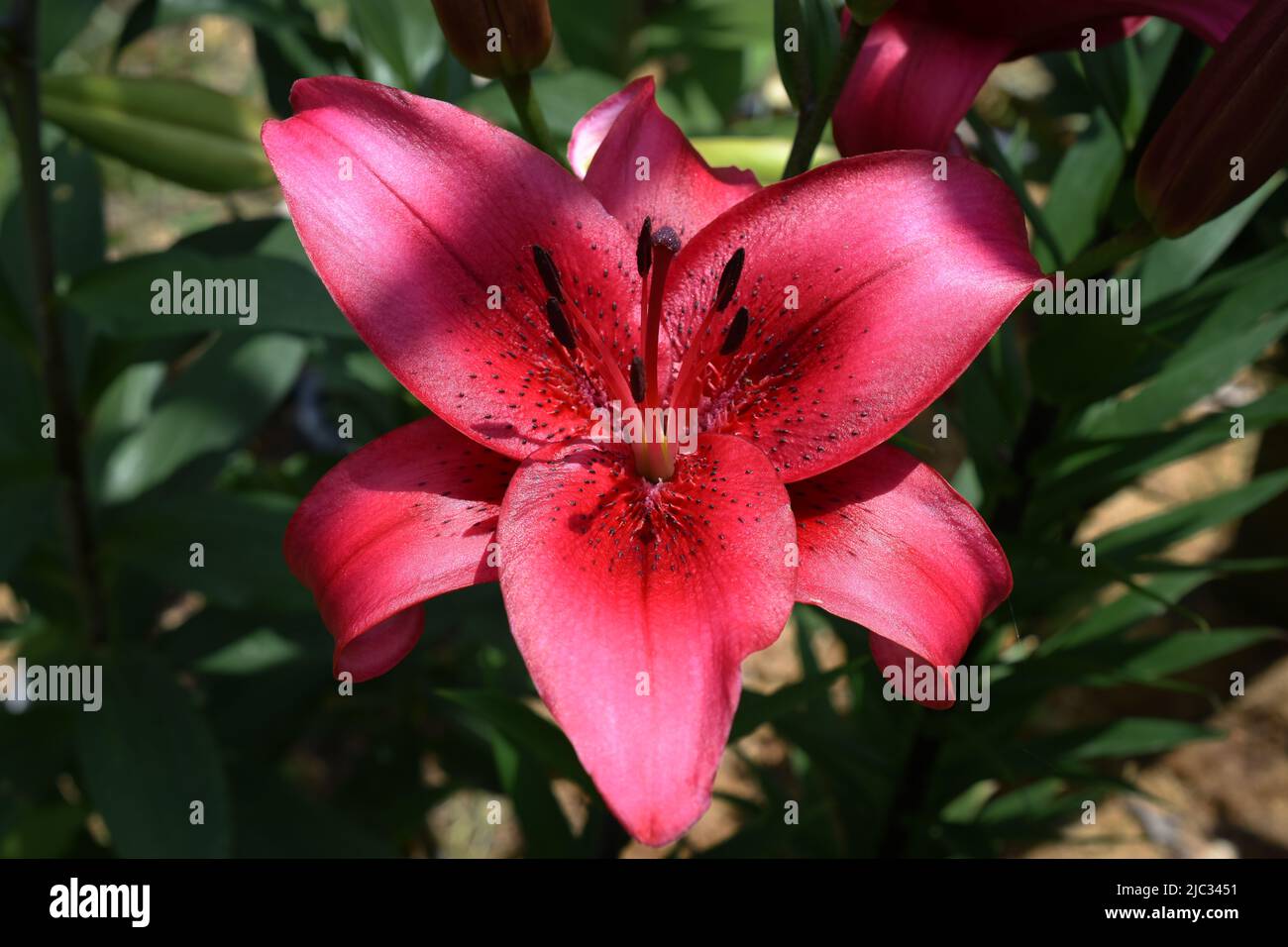 Lys November Rain (jardin du ruisseau de l'église 2022) Banque D'Images