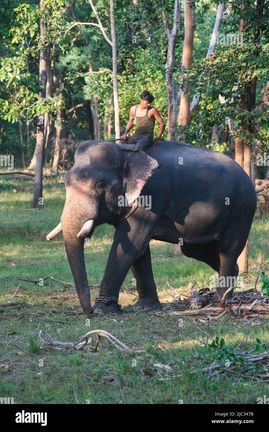 Pench, Inde - 21 octobre 2021 : un mahut à cheval sur un éléphant en activité dans une forêt du parc national de Pench, Inde Banque D'Images
