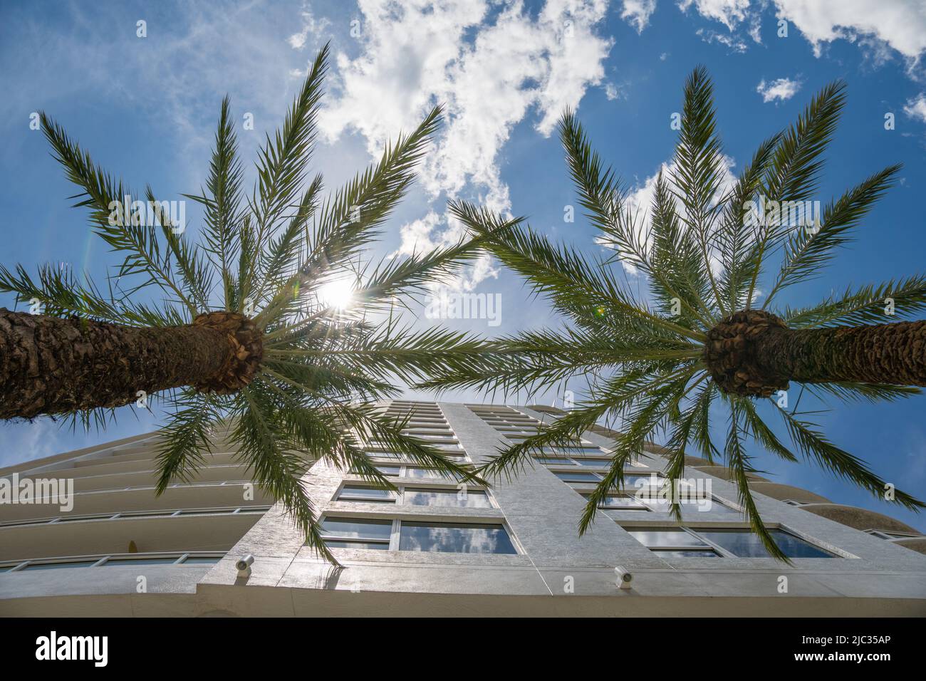 Vue sur le bâtiment moderne de condominium à travers les palmiers luxuriants avec ciel bleu vif. Banque D'Images