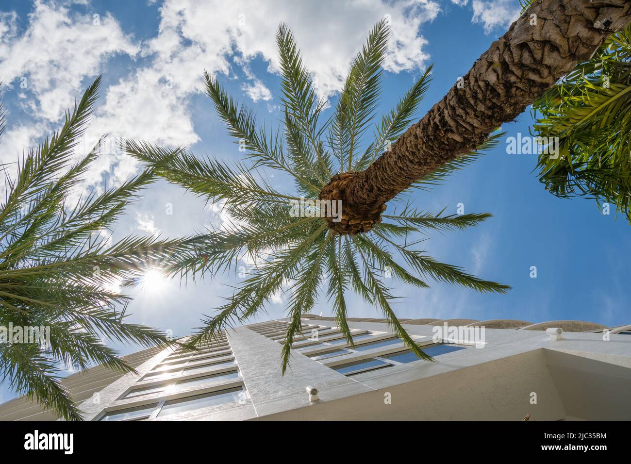 Vue sur le bâtiment moderne de condominium à travers les palmiers luxuriants avec ciel bleu vif. Banque D'Images