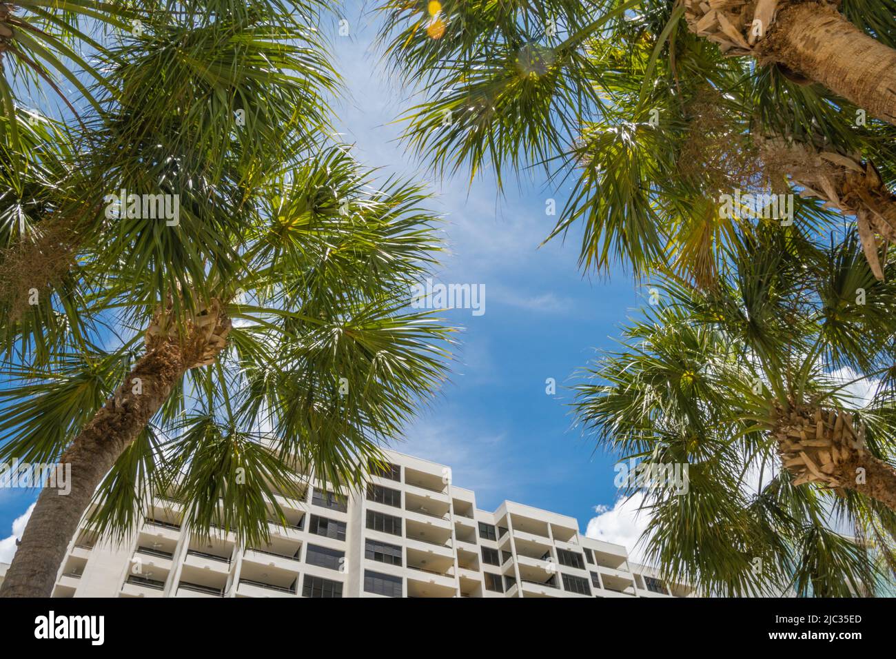 Vue sur le bâtiment moderne de condominium à travers les palmiers luxuriants avec ciel bleu vif. Banque D'Images