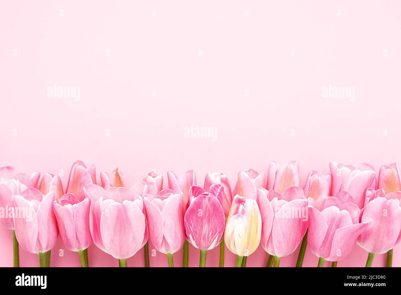 Bordure de tulipes roses sur fond rose. Fête des mères, Saint-Valentin, concept de célébration d'anniversaire. Vue de dessus, espace de copie pour le texte Banque D'Images