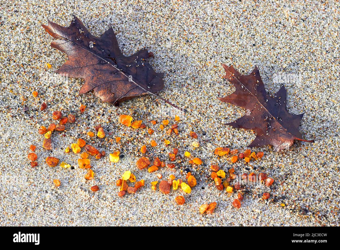 Ambre dans le sable. Feuilles de chêne d'ambre et d'automne sur le bord de mer. Banque D'Images