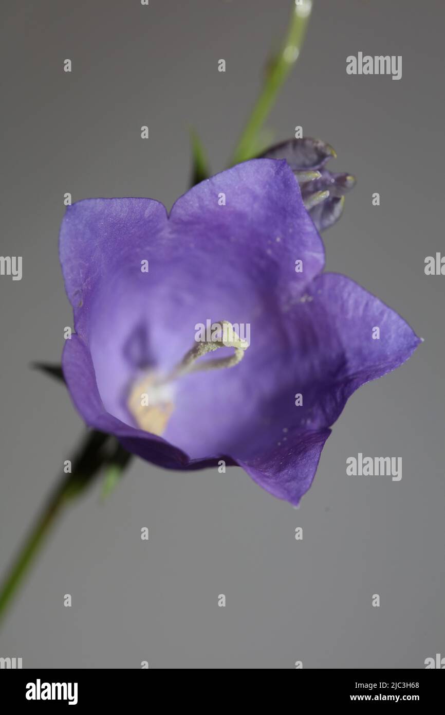 Fleur bleue gros plan tendance fond botanique famille Campanula rhomboidalis campanulaceae grand format impression de haute qualité Banque D'Images