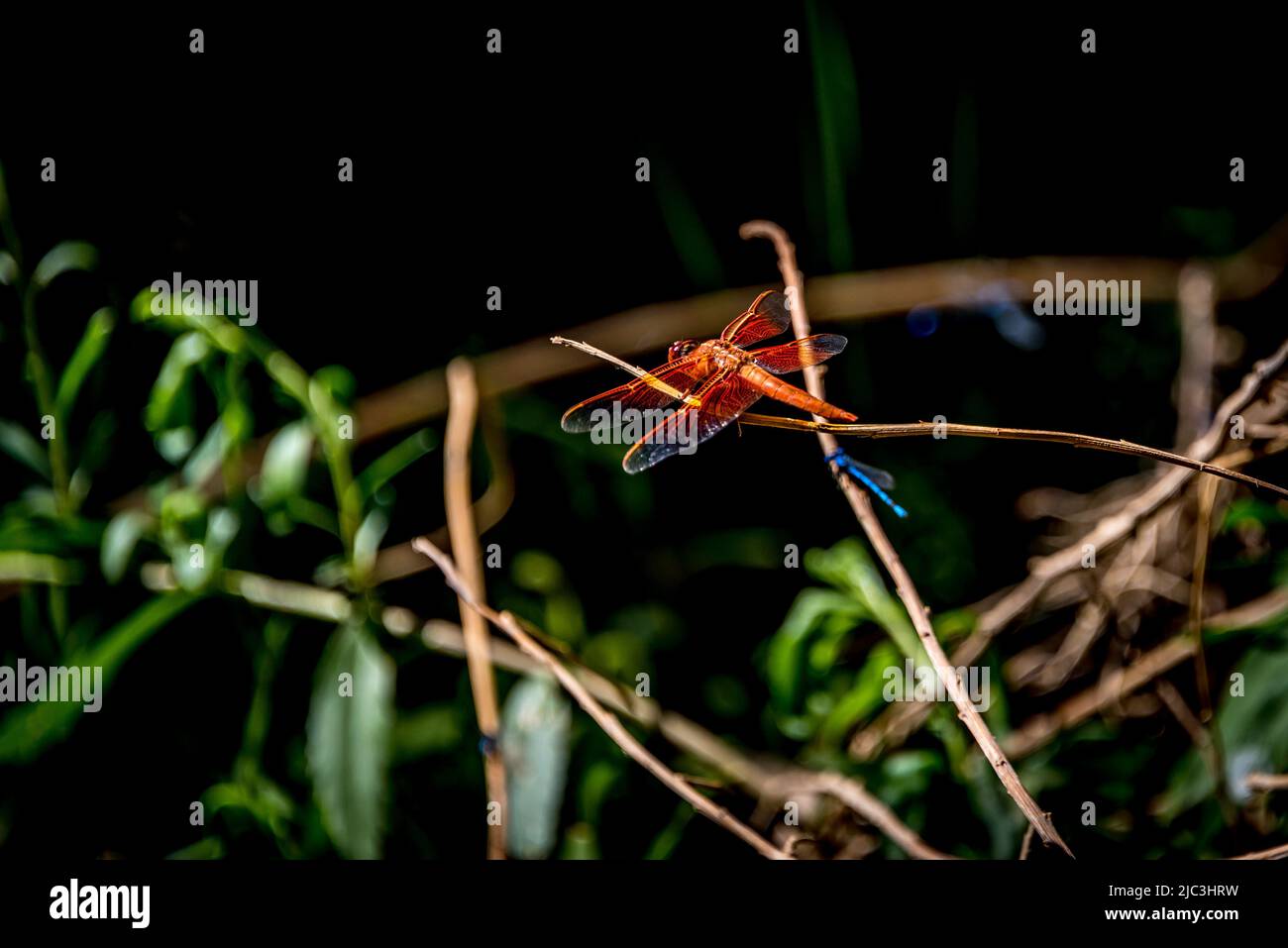 Libellule rouge et mouche bleue à Darwin Falls oasis paisible dans le parc national de la Vallée de la mort, reposant sur des brindilles avec des feuilles vertes en arrière-plan. Banque D'Images