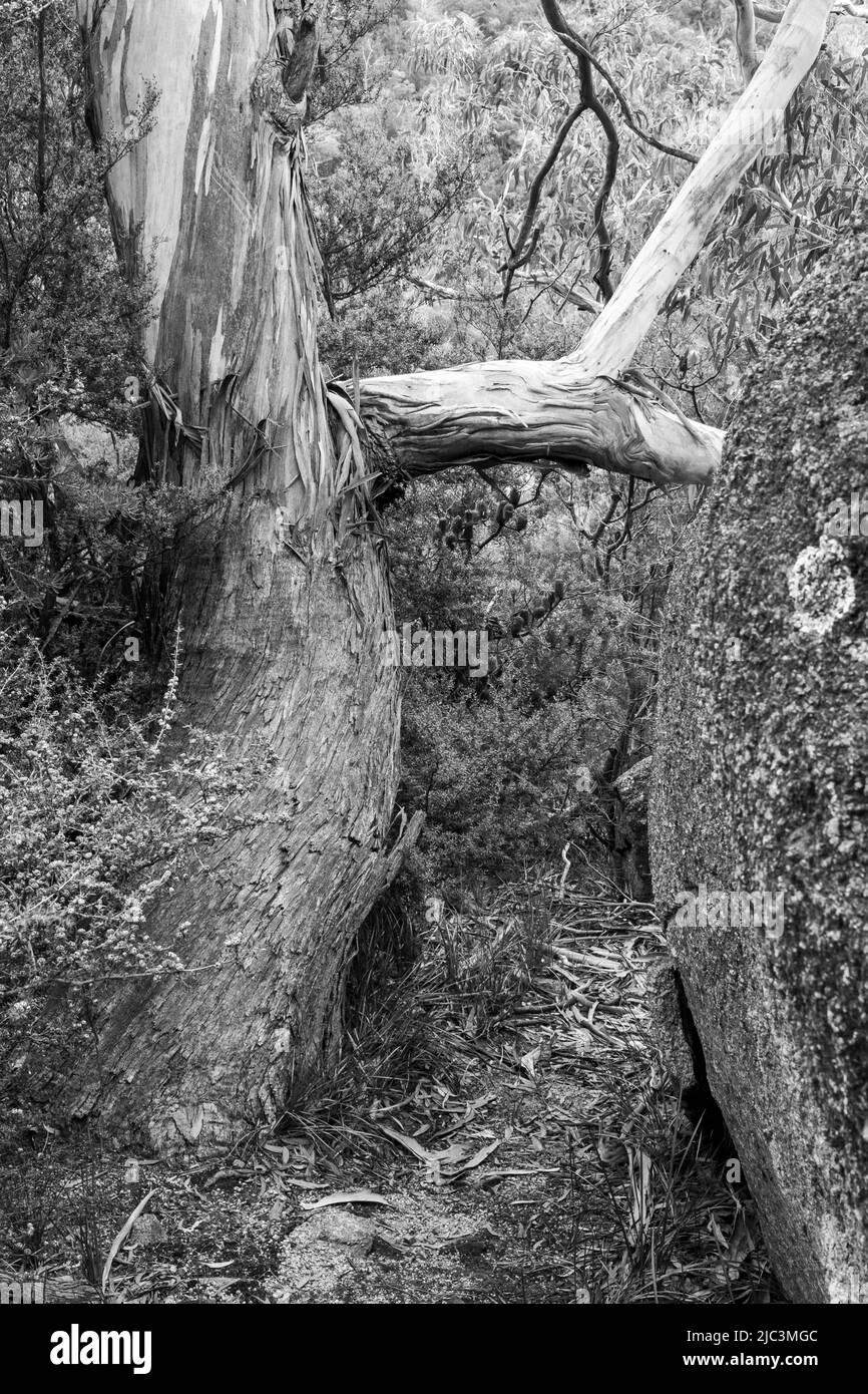 Promenade de Wineglass Bay Lookout Banque D'Images