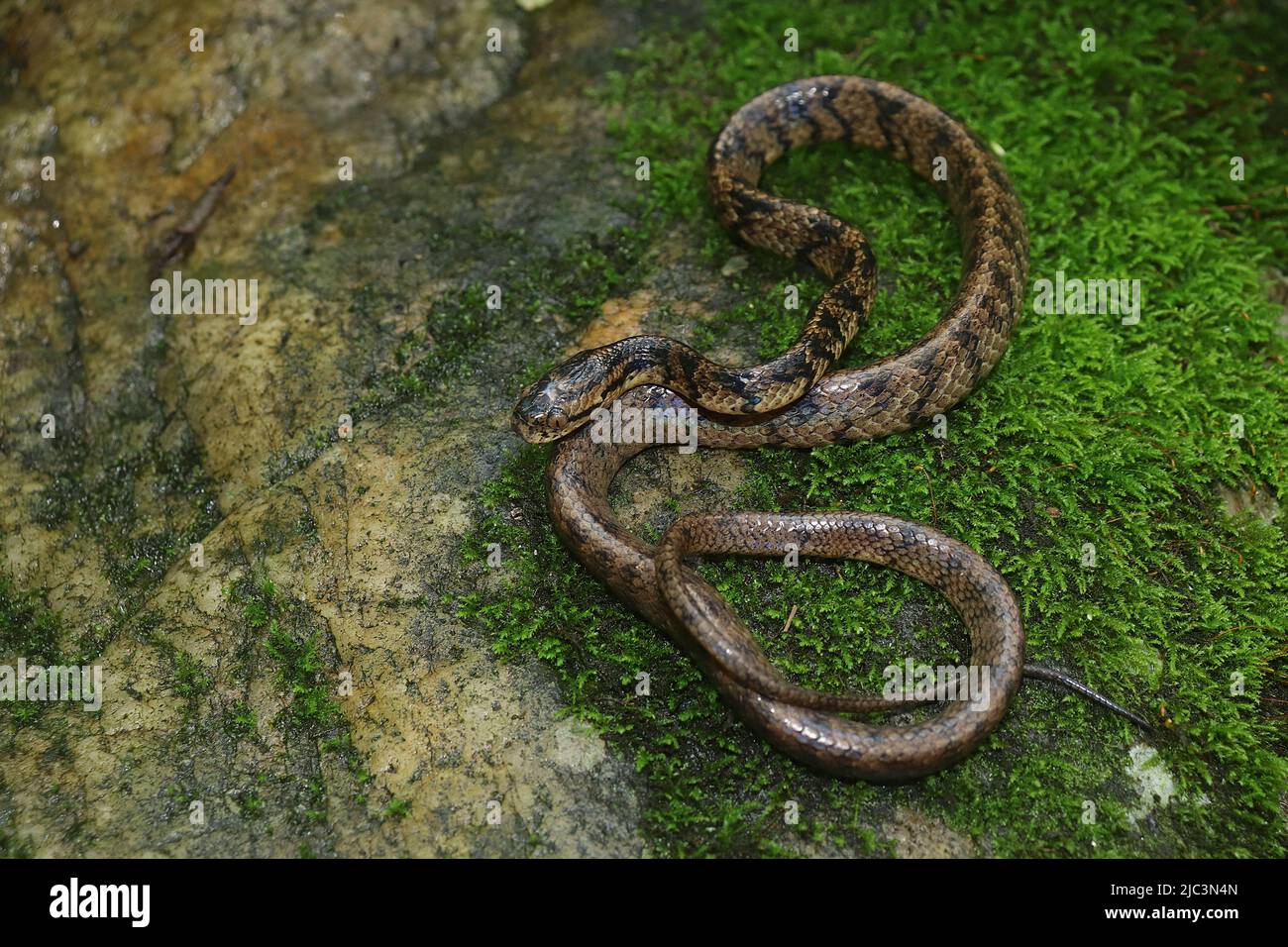 Assam serpent d'escargot sur un rocher de mousse. Banque D'Images
