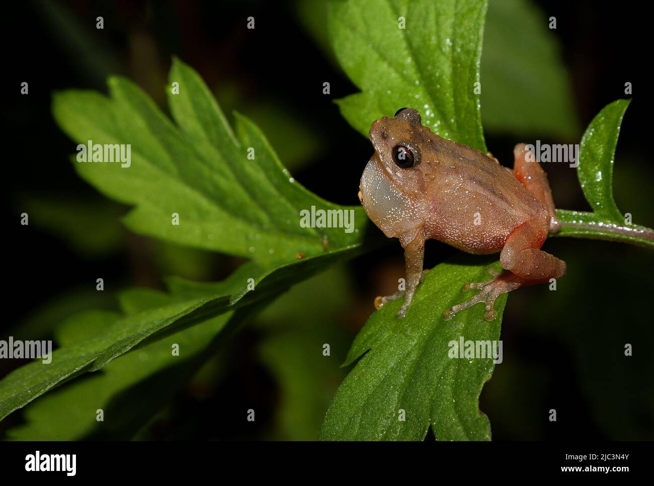 La grenouille de brousse de Darjeeling (Raorchidestes annandalii) en appel à un compagnon. Banque D'Images