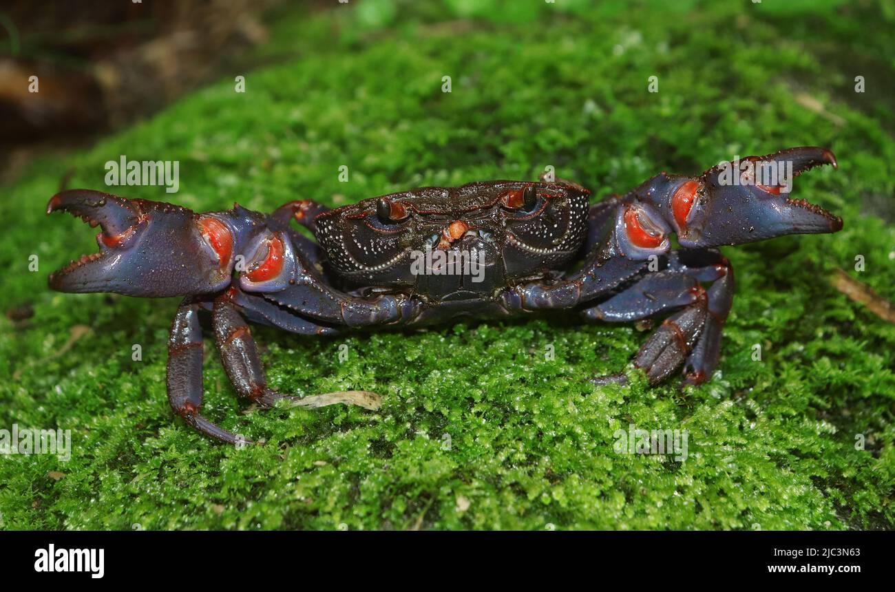 Une belle espèce de crabe d'eau douce de l'est de l'Himalaya face à la lentille courageusement. Banque D'Images