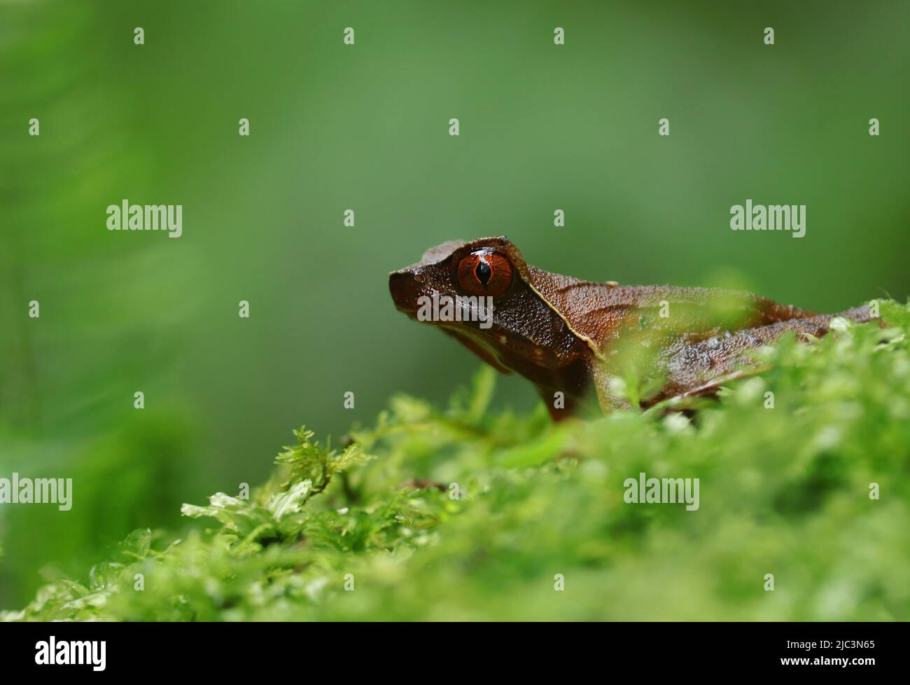A Horned Frog (Megophrys sp.) de Darjeeling Hills. Banque D'Images