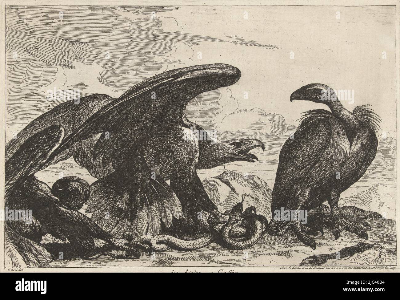 Dans un paysage rocheux, un aigle et un vautour se battent sur un serpent, un Vautour et un aigle avec un serpent 1. Des Aigles 2. Griffon (titre sur objet) Birds of the Versailles Menagerie (titre de la série), imprimerie: Peeter Boel, (attribué à), dessinateur intermédiaire: Peeter Boel, (mentionné sur objet), éditeur: Gérard Scotine (I), (mentionné sur objet), Paris, 1670 - 1674, papier, gravure, h 250 mm × l 355 mm Banque D'Images