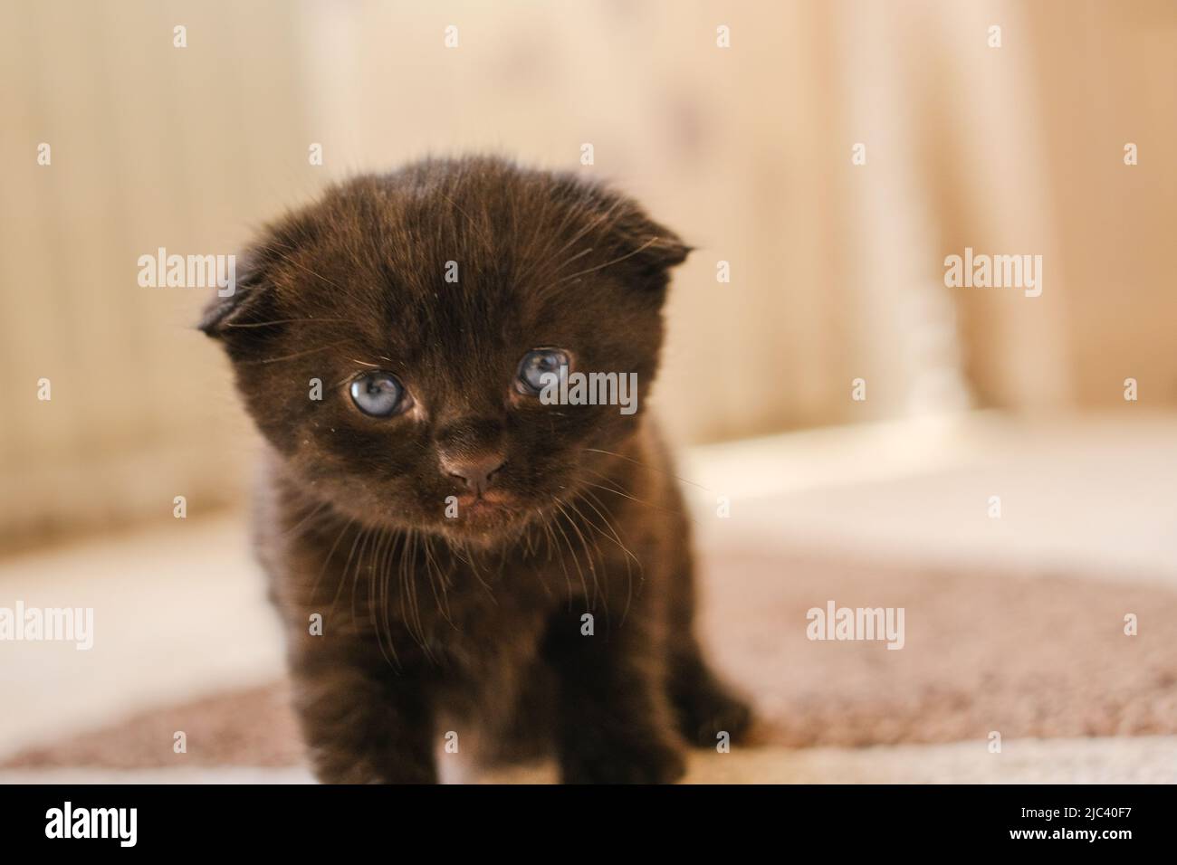 Chaton-bébé.chaton noir avec des yeux bleus dans une pièce. Chaton domestique.PET. Chaton noir britannique shorthair. Banque D'Images
