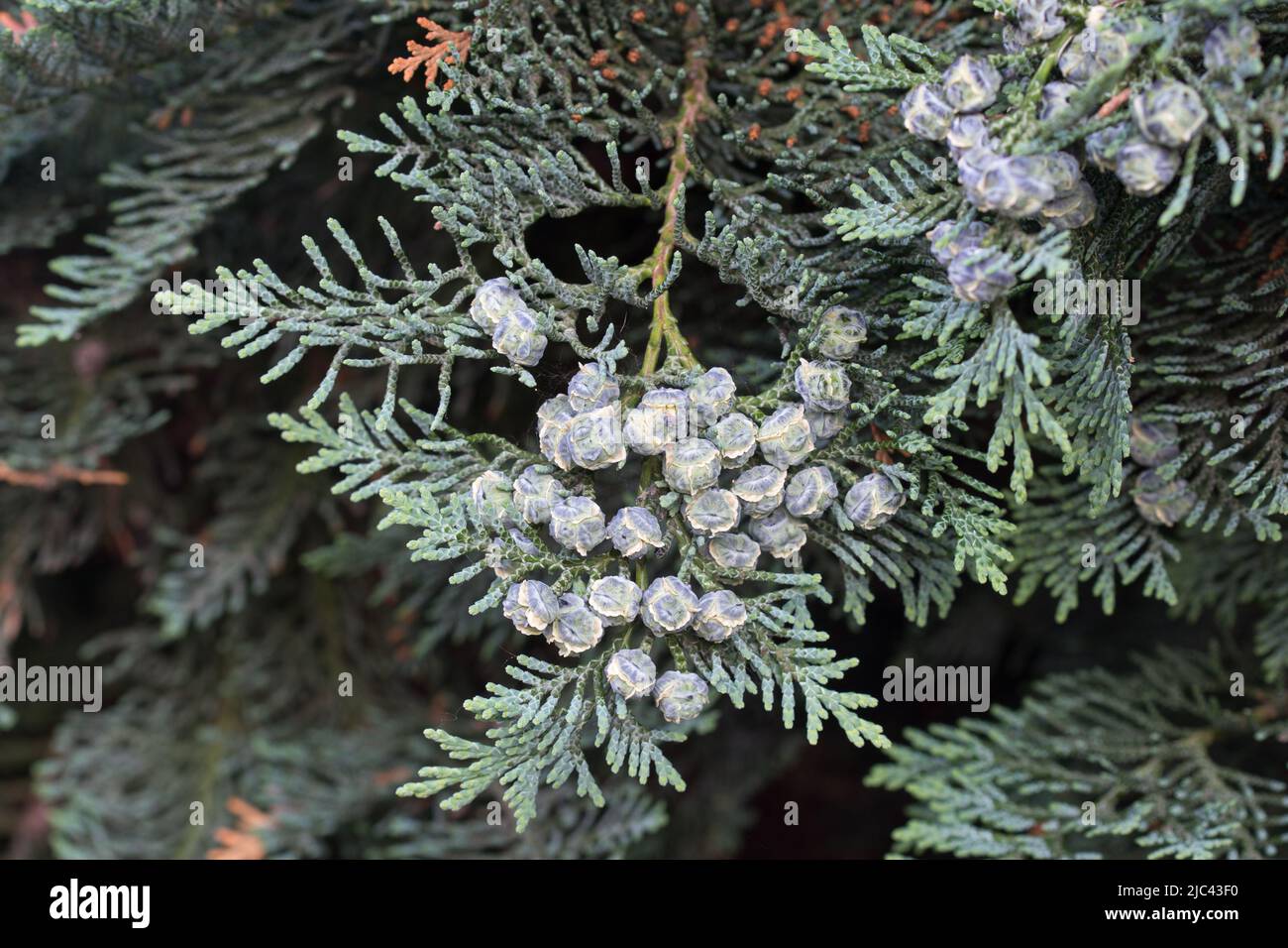 fruits de thuya sur la branche de gros plan sélectif foyer Banque D'Images
