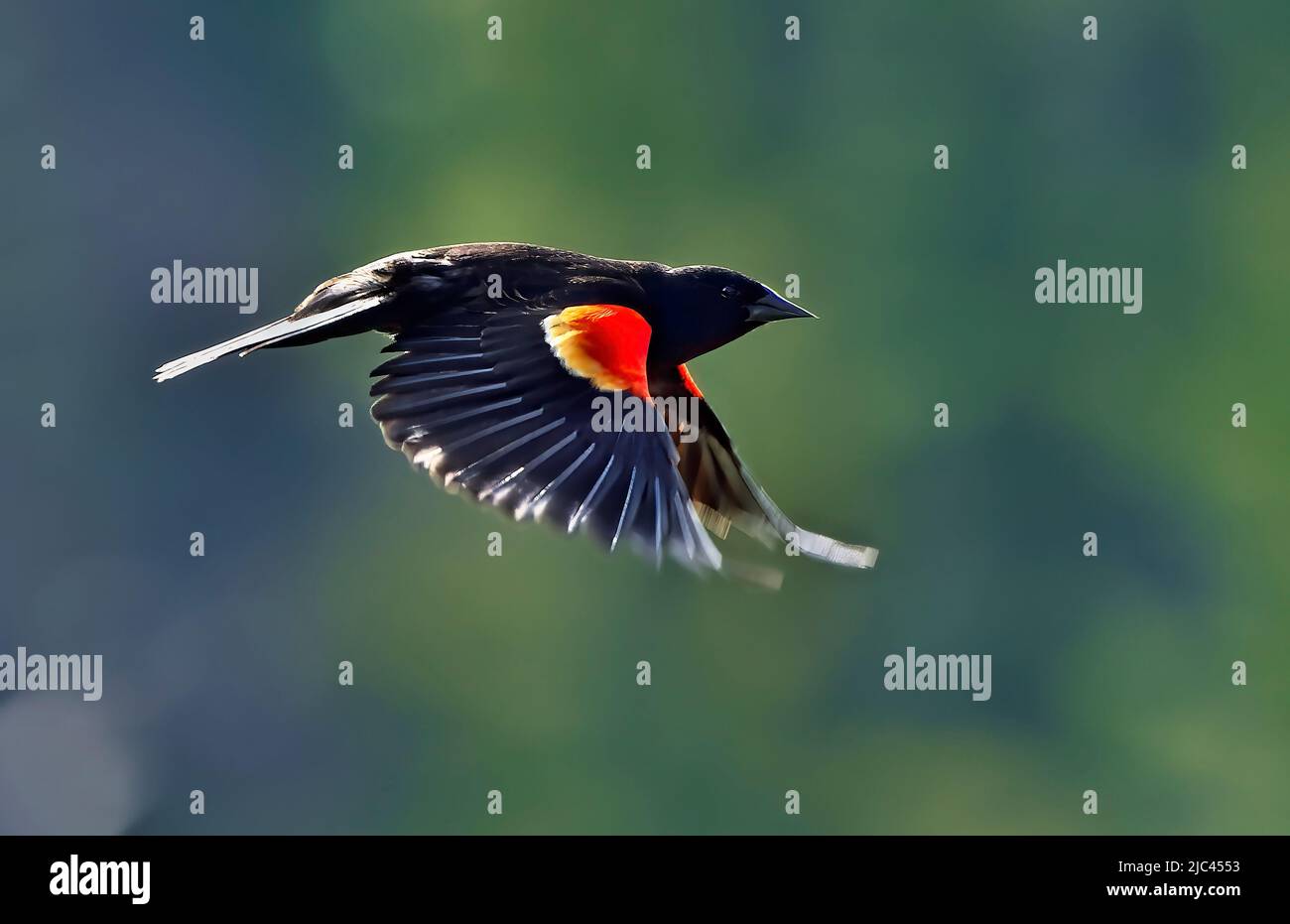 Vue latérale d'un blackbird à ailes rouges, Agelaius phoeniceus, volant Banque D'Images