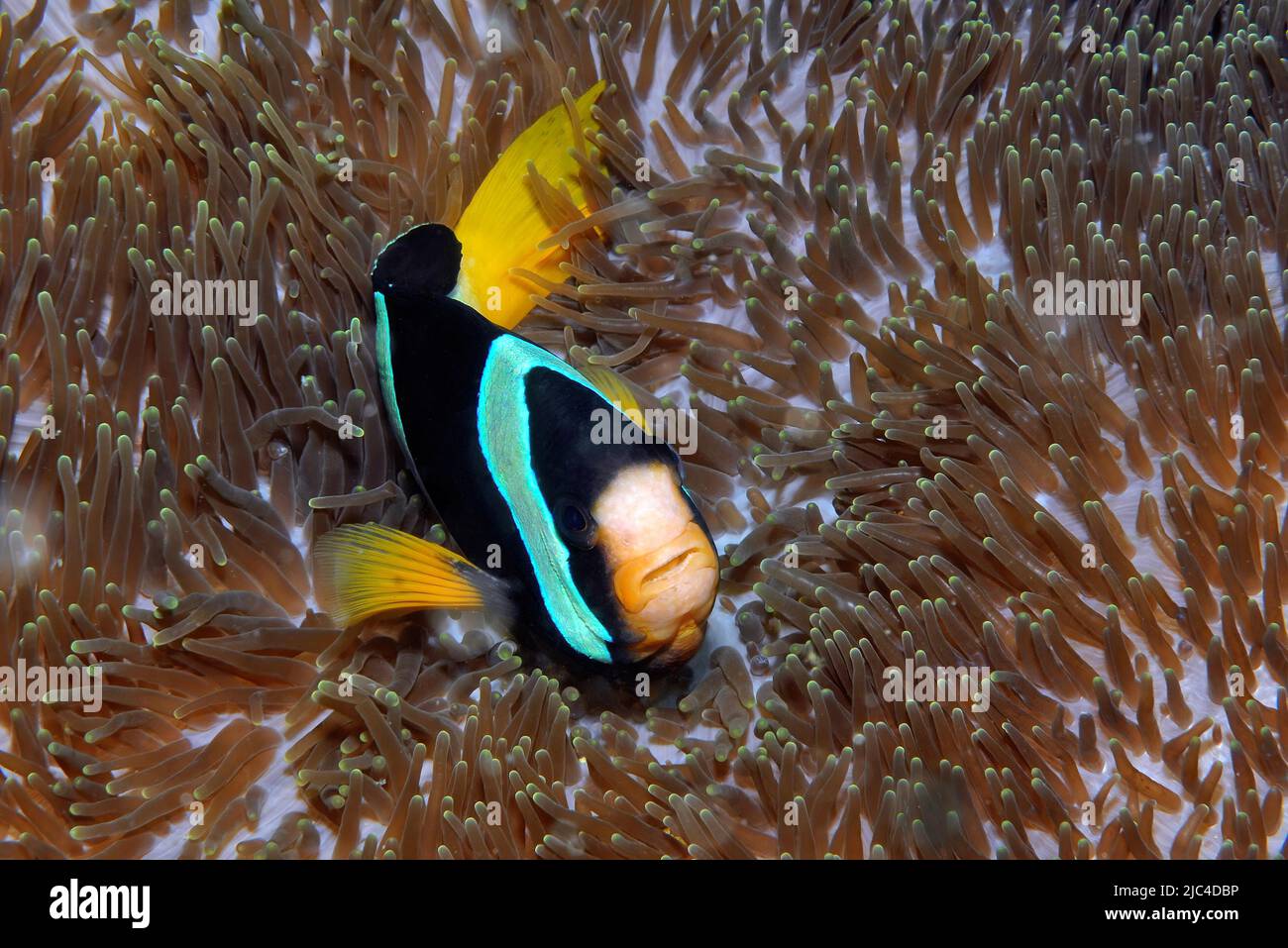 L'anémone de Clark (Amphiprion clarkii) dans l'anémone de mer, l'anémone géante, l'anémone de mer de tapis de mertens (Stichodactyla mertensii), Océan Indien, Andaman Banque D'Images