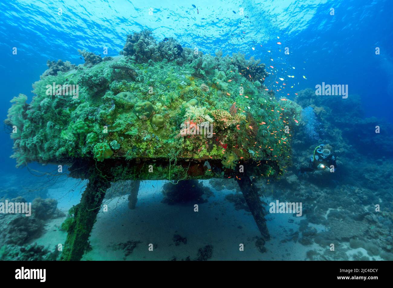 Plongée nageant à côté de la maison sous-marine de Jacques Yves Cousteau Precontinent II, Mer Rouge, Shabb Rumi, Soudan Banque D'Images