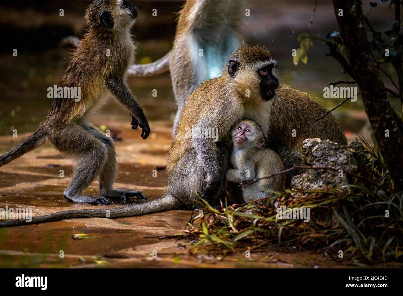 Singe vervet (Chlorocebus sp.), gang de singes avec bébés et enfants à Mombasa, Kenya Banque D'Images