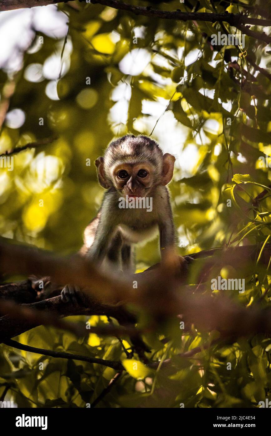 Singe vervet (Chlorocebus sp.), gang de singes avec bébés et enfants à Mombasa, Kenya Banque D'Images