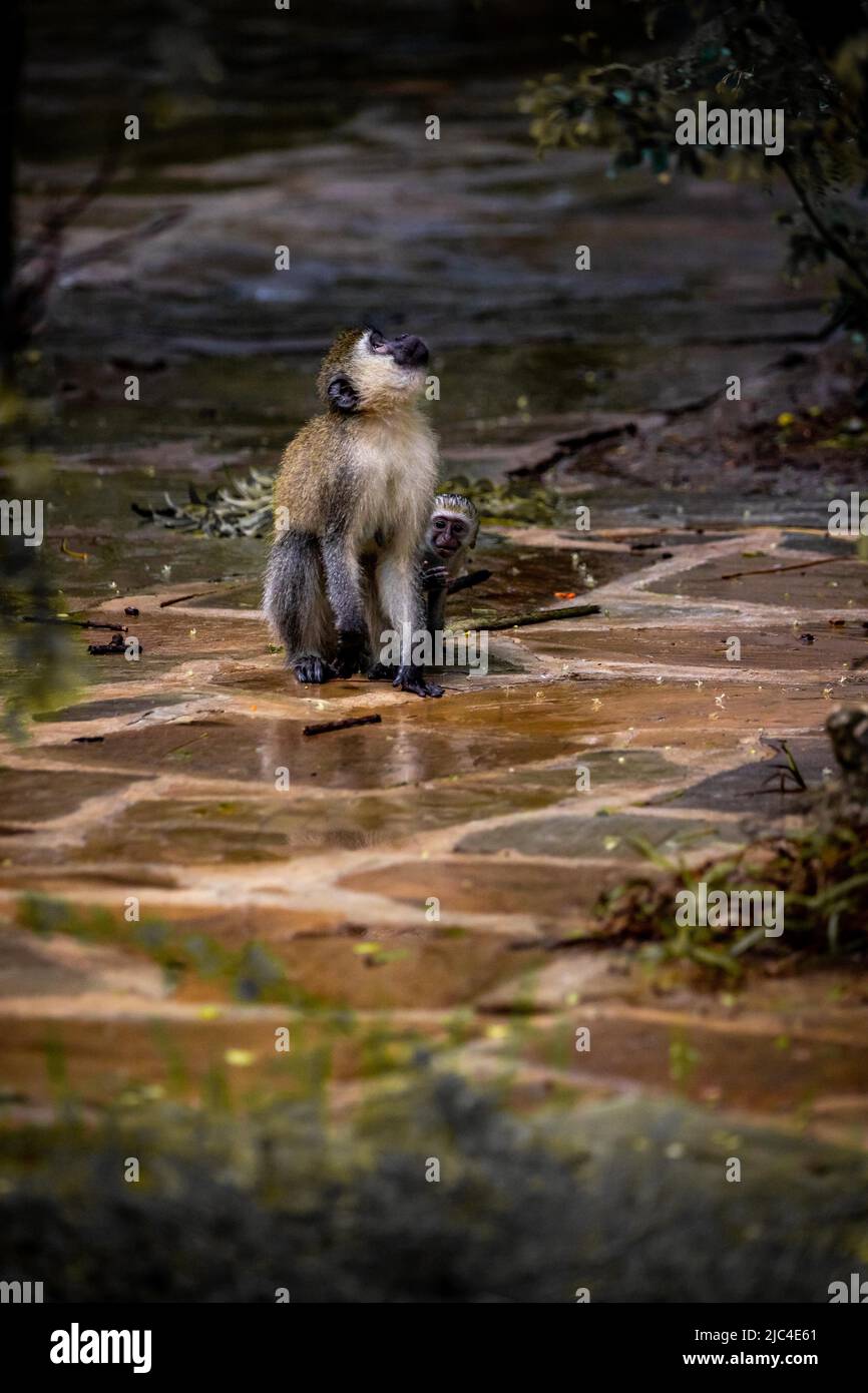 Singe vervet (Chlorocebus sp.), gang de singes avec bébés et enfants à Mombasa, Kenya Banque D'Images