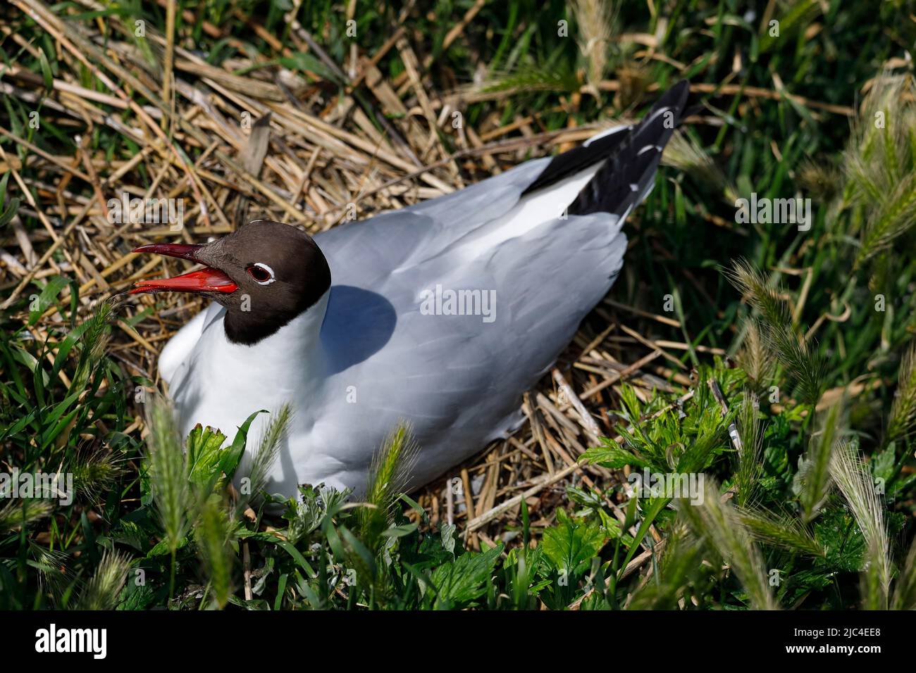 Goéland à tête noire (Larus ridibundus) nichant, Schleswig-Holstein, Allemagne Banque D'Images