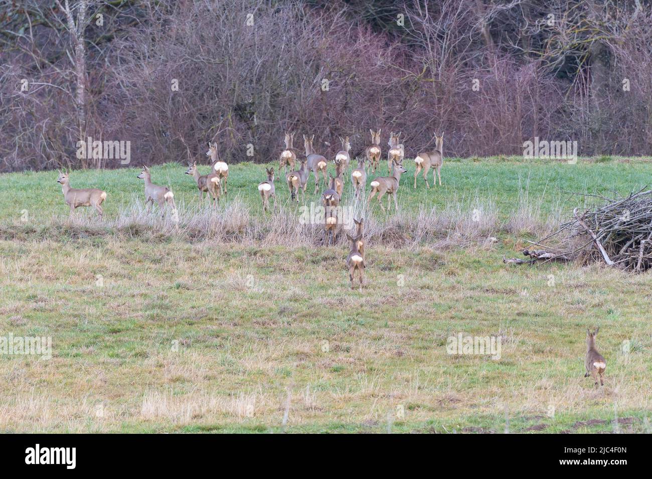 Cerf de Virginie, 20 cerfs de Virginie européens (Capranolus capranolus) sautant à travers un pré, canton d'Argau, Suisse Banque D'Images