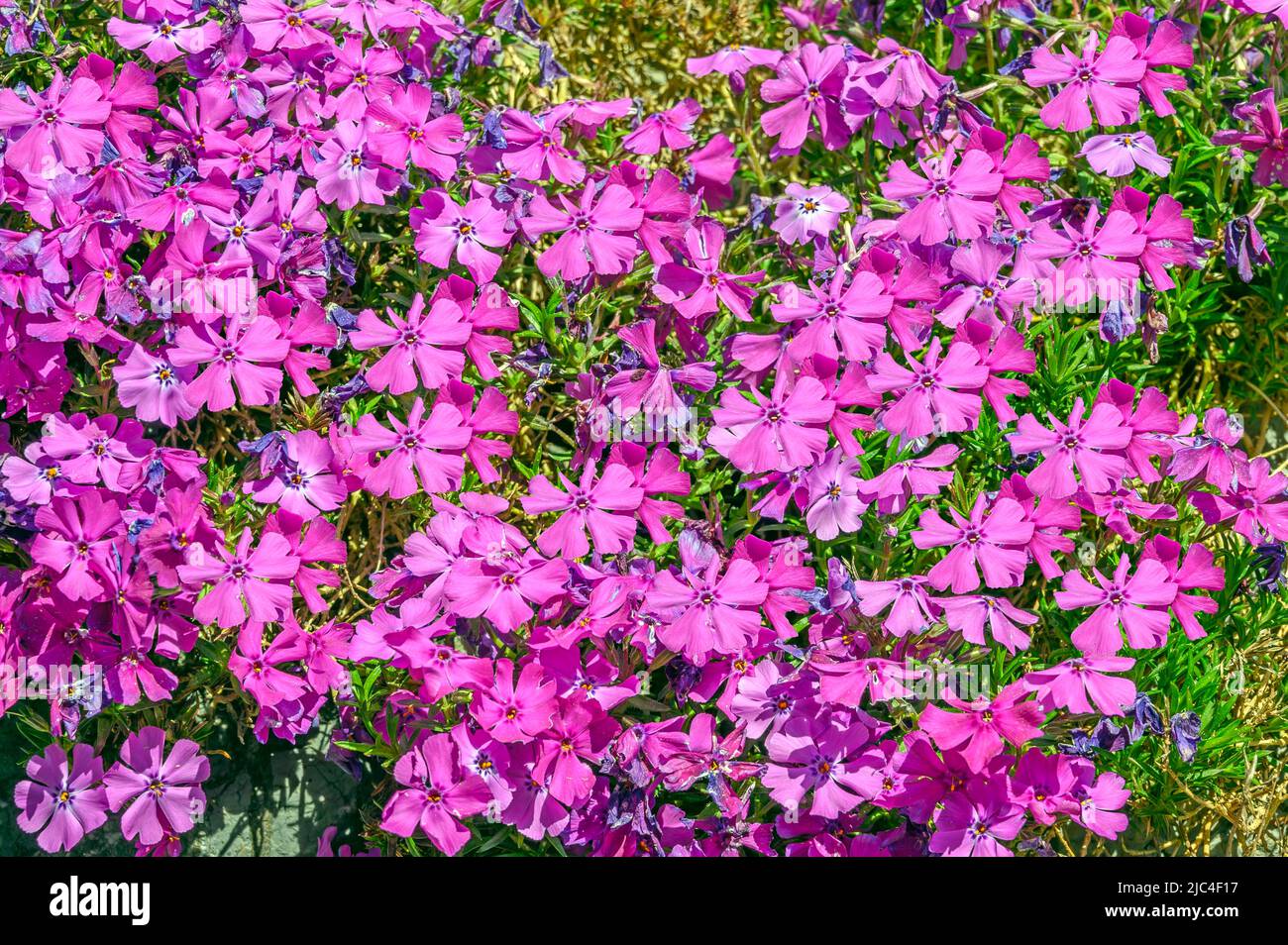 Bleu (Aubrieta x cultorum) coussin Rouge royal, Allgaeu, Bavière, Allemagne Banque D'Images