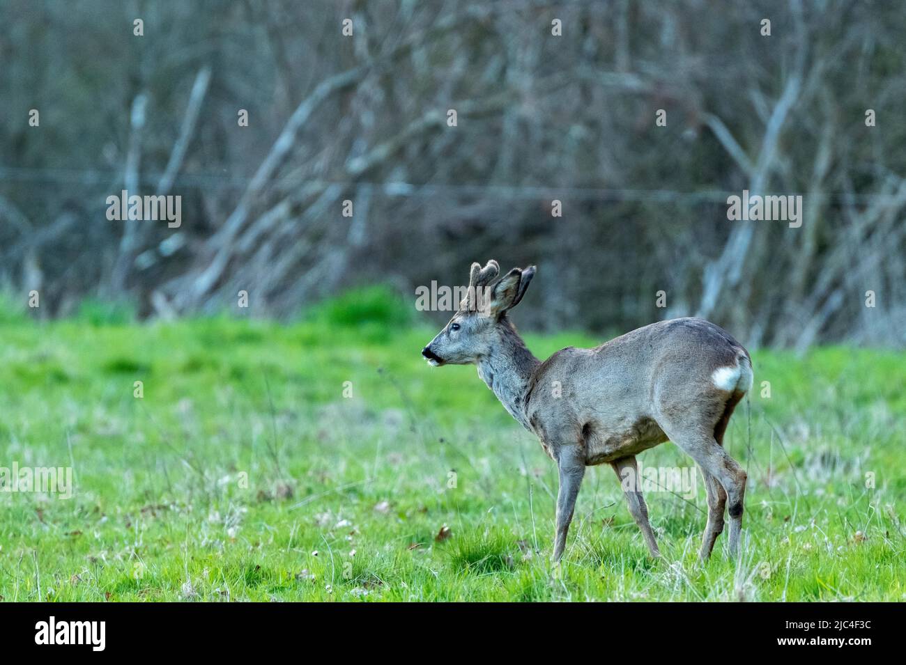 Cerf de Virginie (Capreolus capreolus), roebuck se nourrissant dans un pré, canton d'Argau, Suisse Banque D'Images