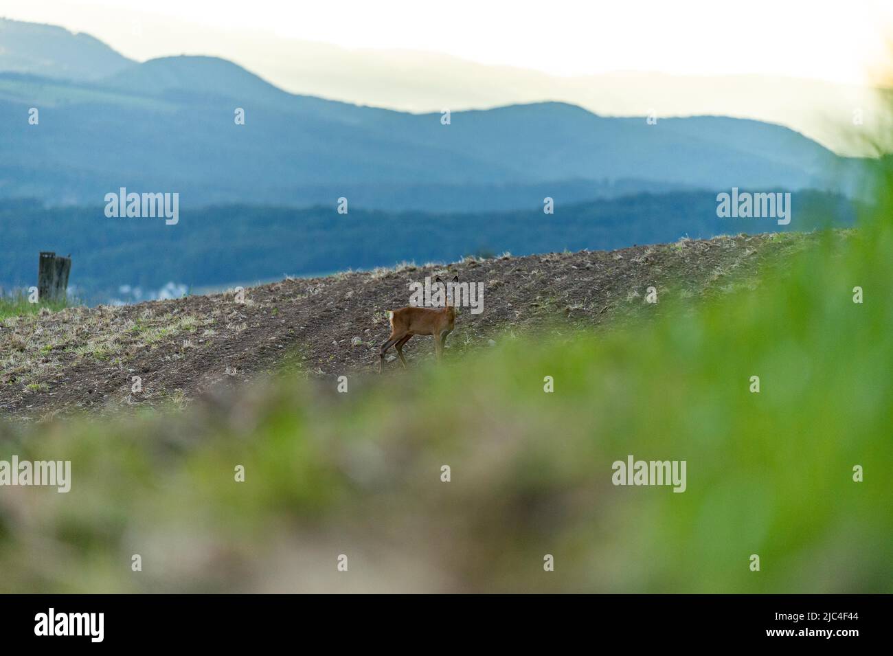 Cerf de Virginie (Capranolus capranolus), doe debout dans un champ, canton d'Argau, Suisse Banque D'Images