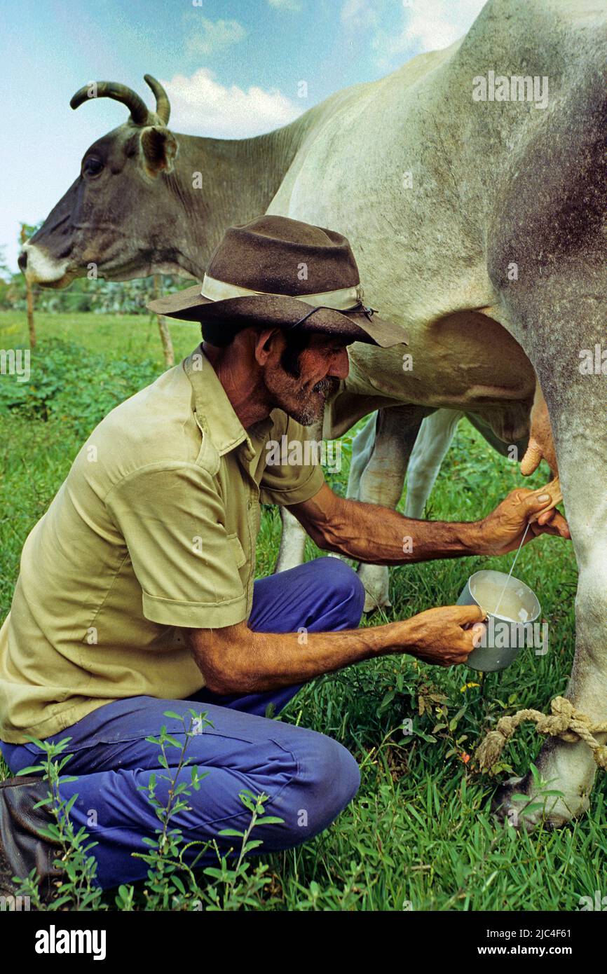 Un producteur laitier laitait sa vache, Pinar del Rio, Cuba, Caraïbes Banque D'Images
