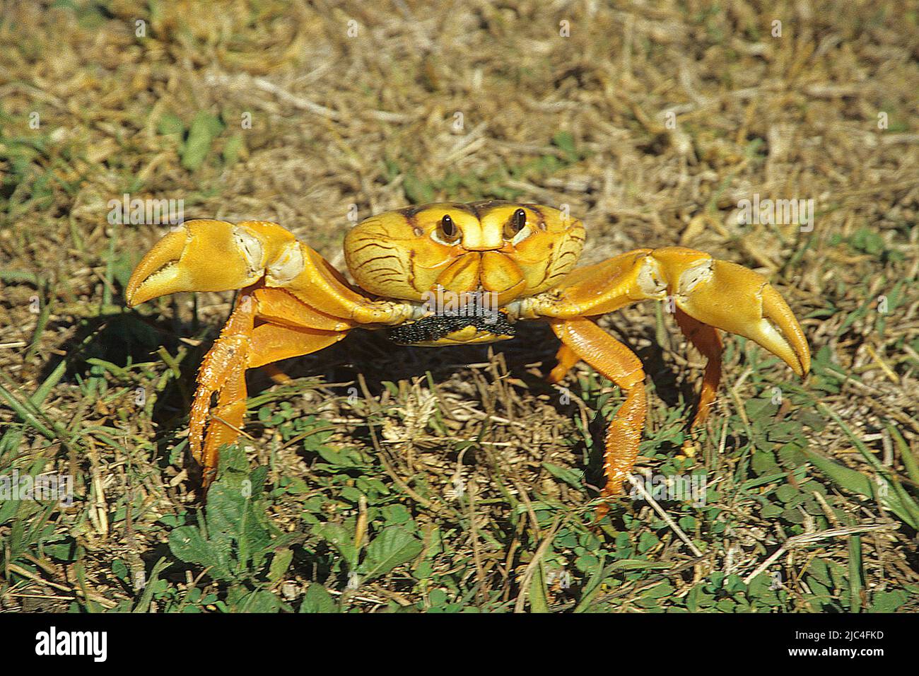 Crabe jaune (Gecarcinus ruricola), Playa Larga, Baie des cochons, Giron, Cuba, Caraïbes Banque D'Images