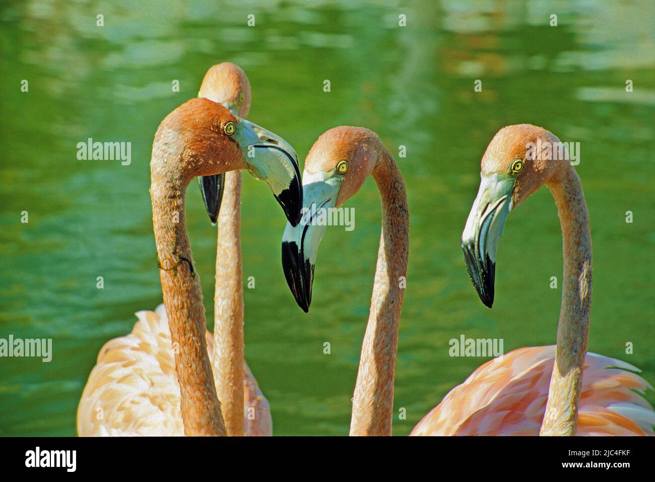 Flamingo des Caraïbes ou Flamingo américain (Phoenicopterus ruber), portrait, Sainte-Lucie, Cuba, Caraïbes Banque D'Images