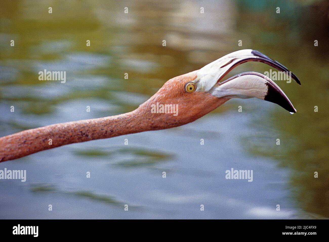 Flamingo des Caraïbes ou Flamingo américain (Phoenicopterus ruber), portrait, Sainte-Lucie, Cuba, Caraïbes Banque D'Images