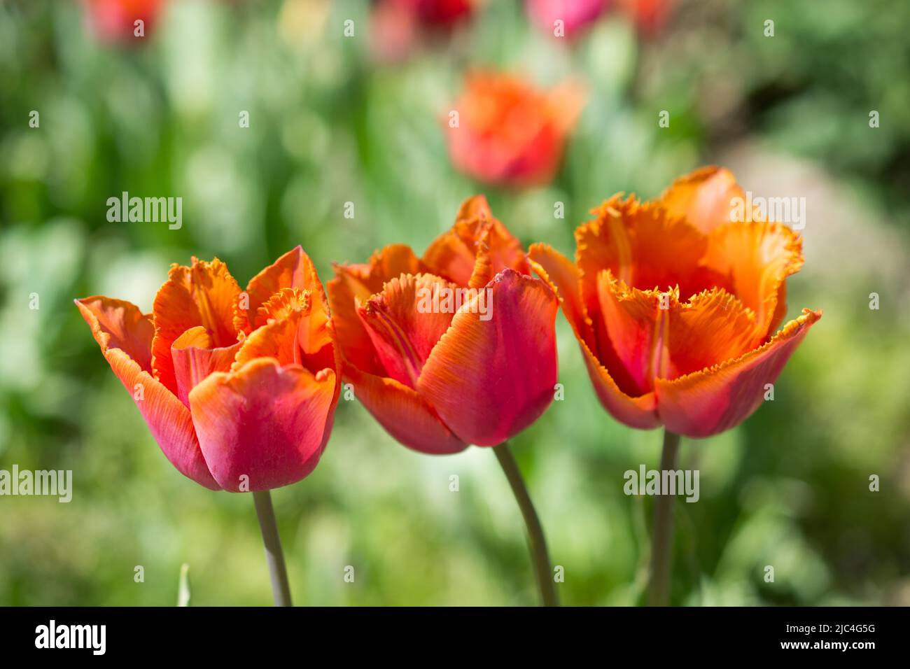 Tulipes fraîches de couleur orange dans la nature au printemps Banque D'Images