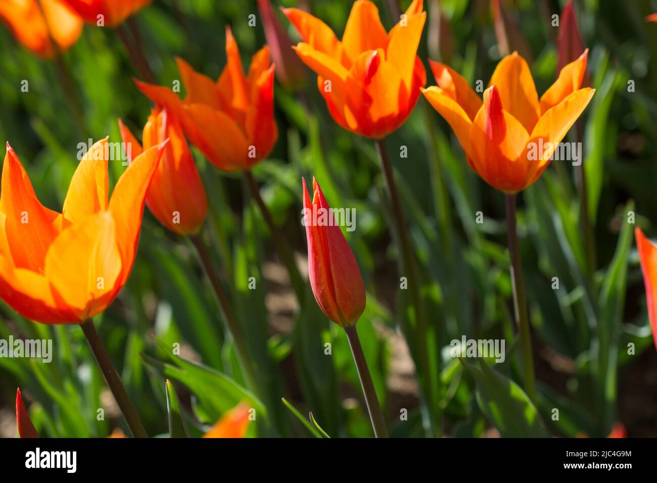 Tulipes fraîches de couleur orange dans la nature au printemps Banque D'Images