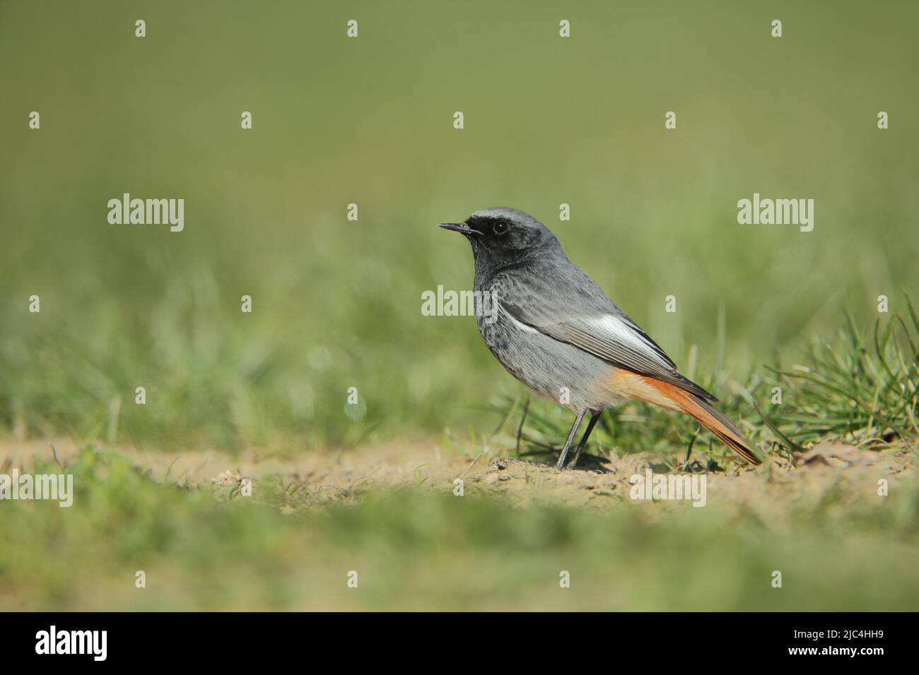 Redstart noire masculine (Phoenicurus ochruros) à Idstein, Hesse, Allemagne Banque D'Images