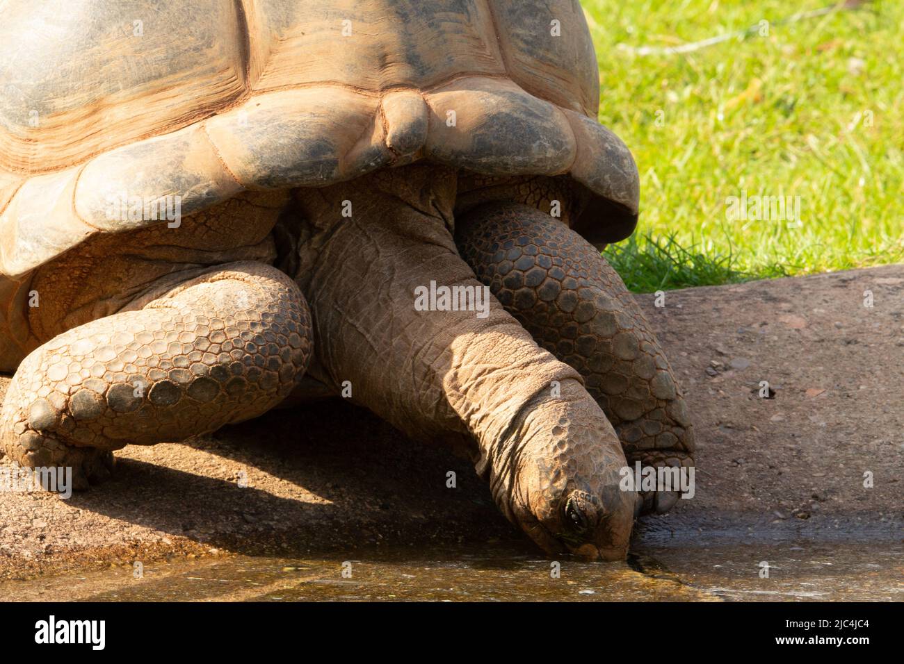 Tortue géante Aldabra (Aldabchelys gigantea) Gros plan d'une tortue géante Aldabra au soleil eau potable Banque D'Images