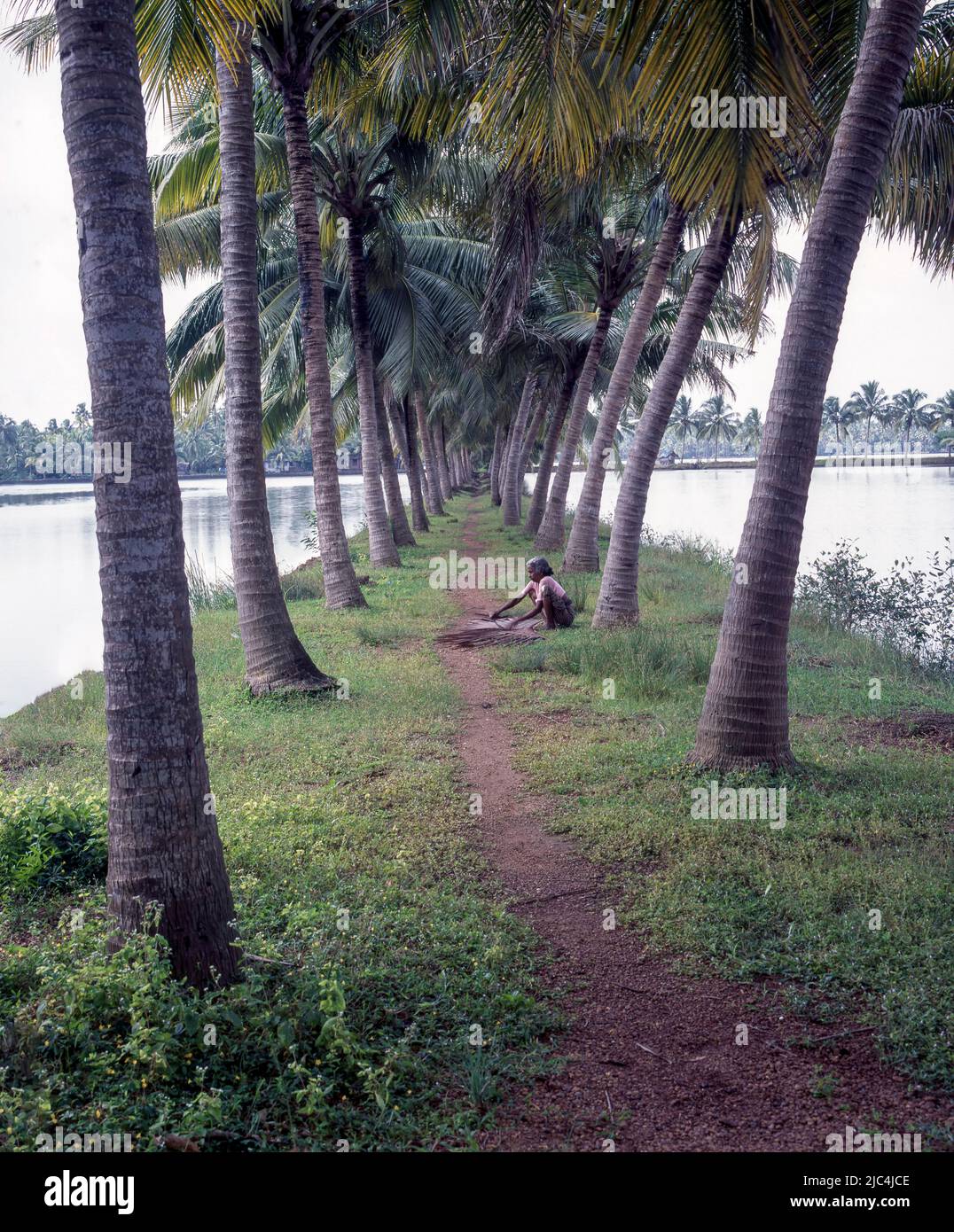 Noix de coco dans les eaux de fond du Kerala, Inde, Asie Banque D'Images