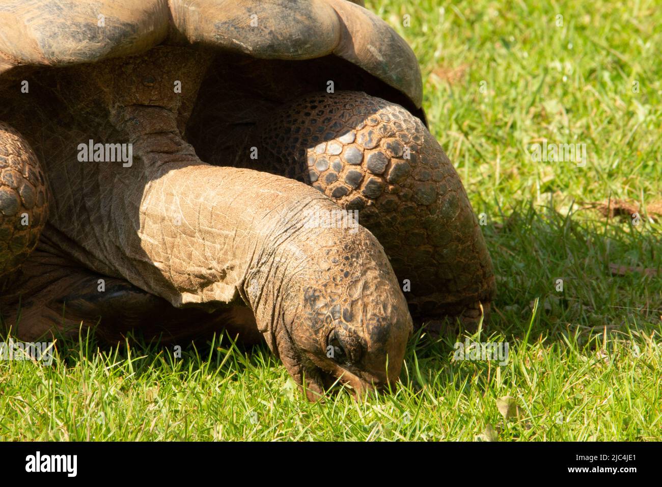 Tortue géante Aldabra (Aldabchelys gigantea) Gros plan d'une tortue géante Aldabra au soleil avec sa tête vers le bas mangeant de l'herbe Banque D'Images