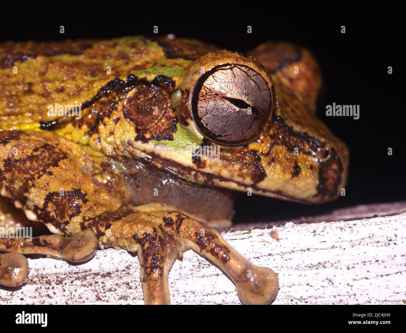 Gros plan et œil d'une grenouille mexicaine (Smilisca baudinii) reposant sur un fond noir naturel Banque D'Images