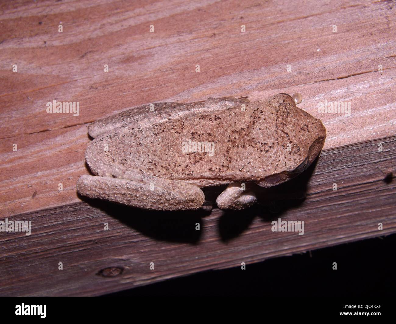 Vue de dessus d'un camouflage mexicain Treefrog (Smilisca baudinii) et reposant sur un morceau de bois brun Banque D'Images