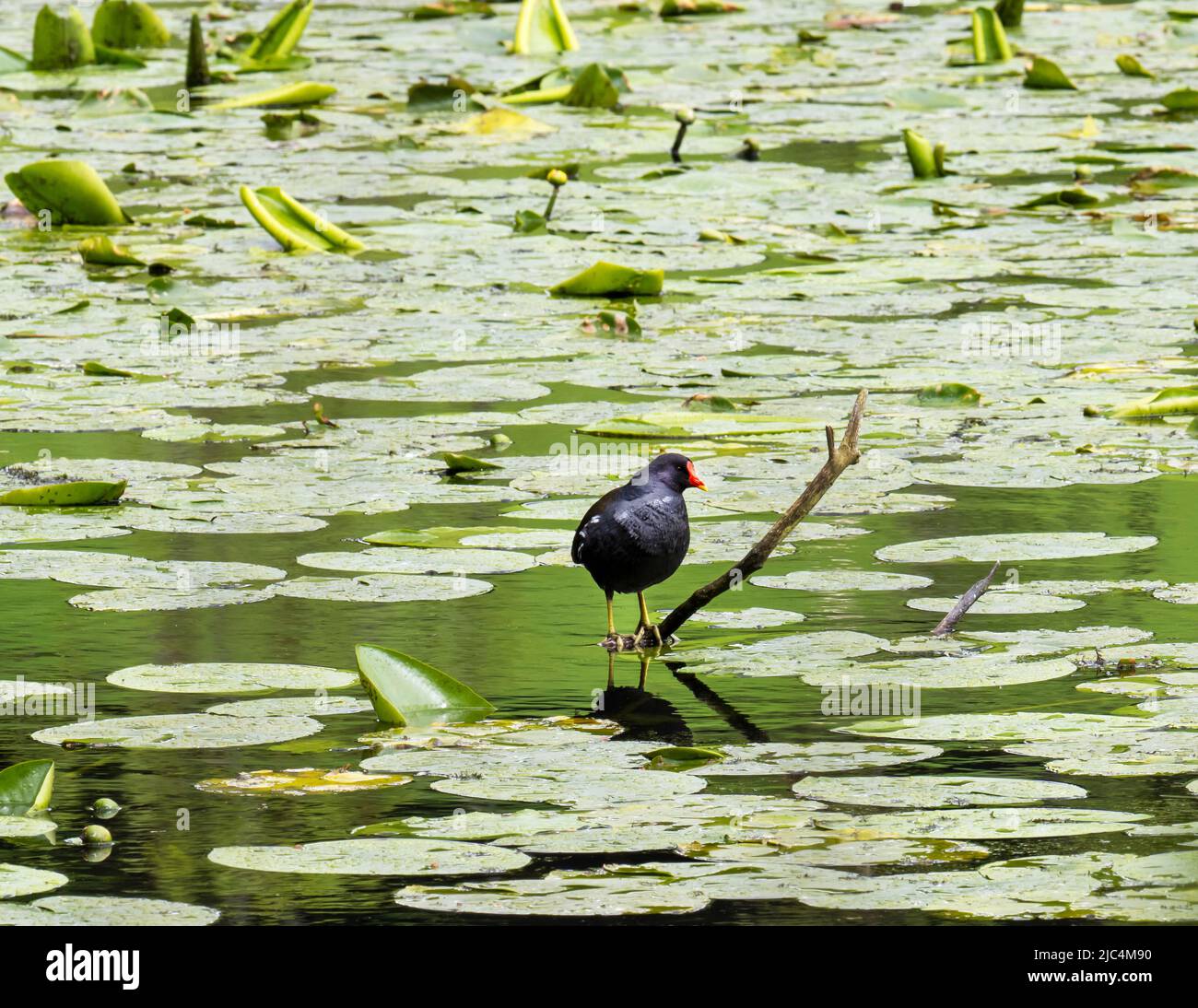 Un Moorhen perché sur une branche parmi le Lily jaune d'eau, les feuilles, Nuphar lutea sur Holehbird Tarn, Windermere, Lake District, Royaume-Uni. Banque D'Images